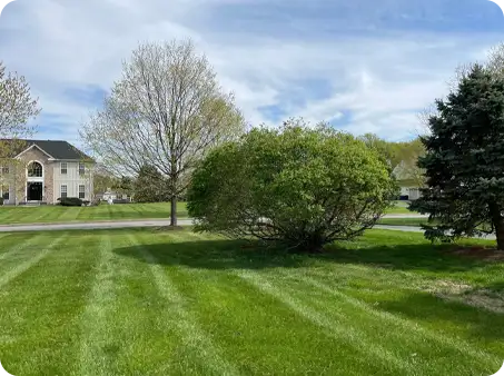 Cleanly mowed lawn with sharp stripes, highlighting trees and shrubs, maintained by ScapeWorx.