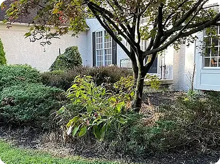 Overgrown landscape area needing renovation and fresh planting by ScapeWorx.