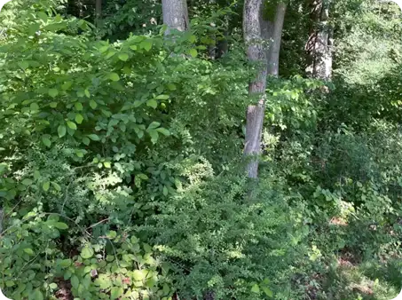 Overgrown wooded area needing landscape renovation by ScapeWorx.