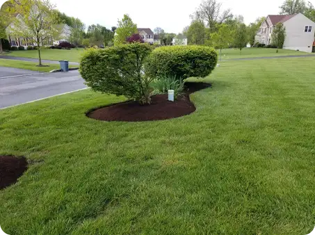 Mulch installation by ScapeWorx around neatly trimmed shrubs, with fresh mulch creating defined garden borders.