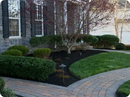 Mulch installation by ScapeWorx with fresh black mulch, neatly trimmed shrubs, and a brick pathway leading to the front door.