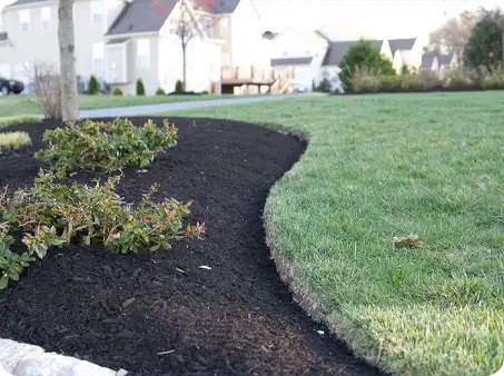 Curved garden bed with fresh black mulch surrounding shrubbery and a neatly trimmed lawn.