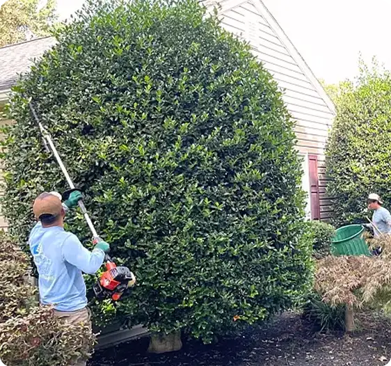 ScapeWorx crew trimming large overgrown shrub with pole trimmer