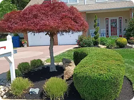 Freshly trimmed shrubs and shaped ornamental tree in front yard