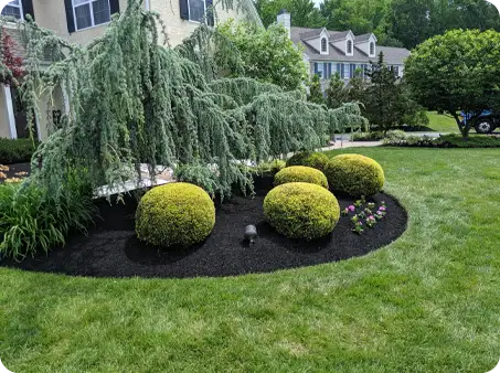 Neatly trimmed round shrubs beneath pruned ornamental tree