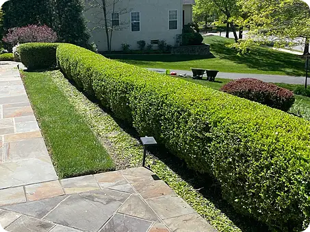 Freshly trimmed hedge creating a clean border along stone walkway