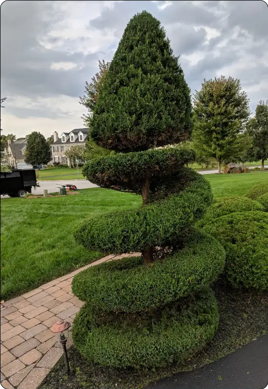 Expertly pruned spiral topiary creating a unique landscape focal point