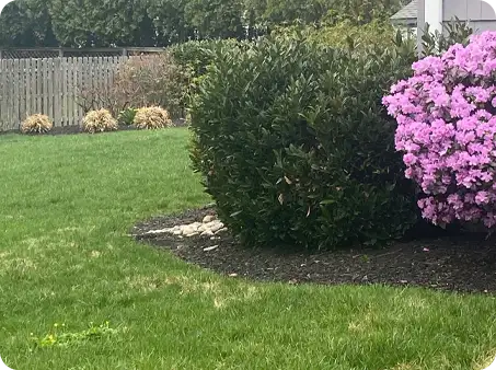 Spring clean up with trimmed bushes and fresh mulch around vibrant shrubs