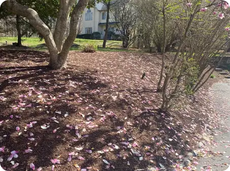 Flower petals scattered before spring clean up service