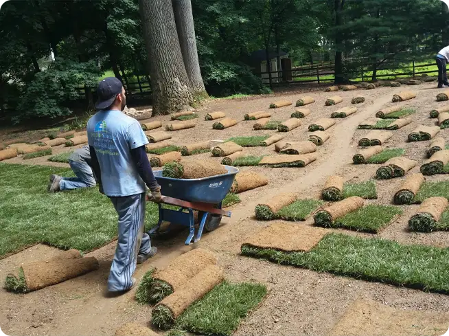 ScapeWorx team installing fresh sod rolls to create a new, healthy lawn with professional care and precision.