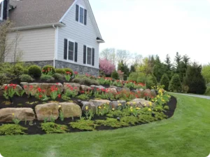 Well-maintained flower bed with vibrant tulips, large stones, and clean mulch.
