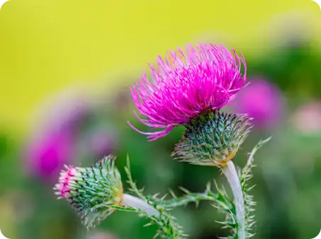 Close-up of a thistle flower, a common weed, with bright pink petals.