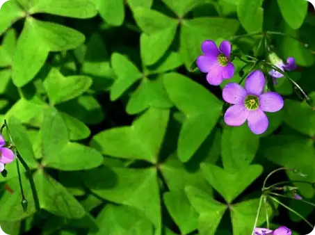 Purple wildflowers growing among lush green clover, a common garden weed.