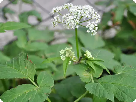 wild parsnip, a common garden weed with white flowers and large green leaves