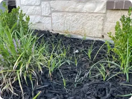 Weeds growing through mulch near shrubs, needing attention and maintenance.