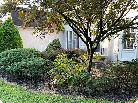 Overgrown shrubs with weeds and unkempt garden bed, in need of maintenance by ScapeWorx.