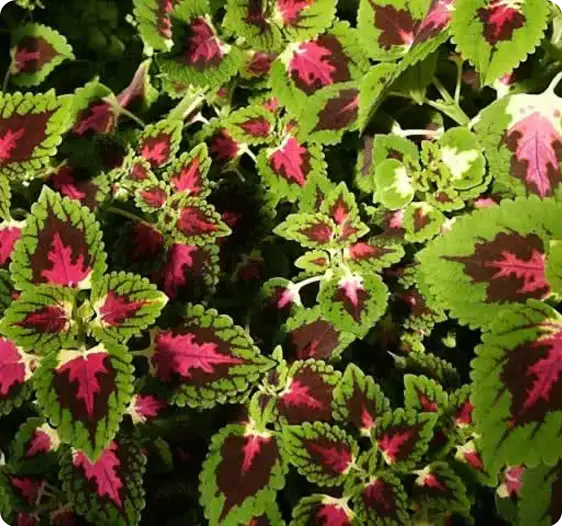 Brightly colored coleus leaves with green and burgundy patterns