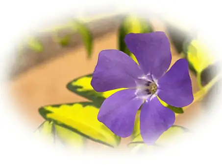 annuals-seasonal-color-8-in-glen-mills-garnet-valley-&-media-pa-scapeworx