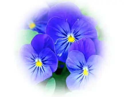 annuals-seasonal-color-10-in-glen-mills-garnet-valley-&-media-pa-scapeworx