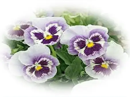 annuals-seasonal-color-11-in-glen-mills-garnet-valley-&-media-wallingoford-pa-native-landscaping-scapeworx