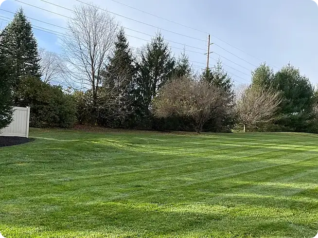 Aerated lawn with fresh green grass and clear lines.