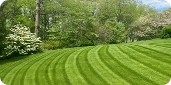 Perfectly mowed lawn with signature stripes by ScapeWorx in West Chester.