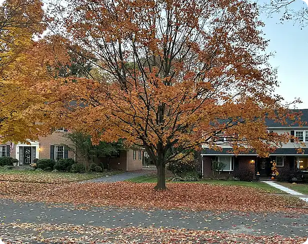Fall clean up in Chadds Ford with leaves covering a yard beneath a large tree