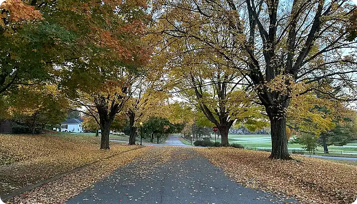 Autumn trees and fallen leaves along a quiet Delaware County street