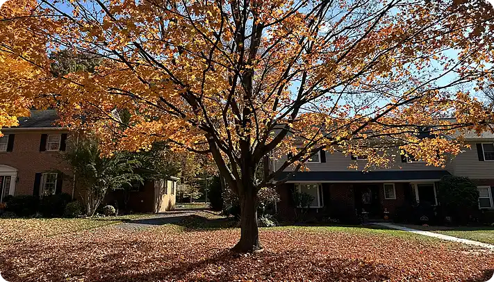 Fall clean up in Greenville DE with leaves covering a yard beneath a large tree