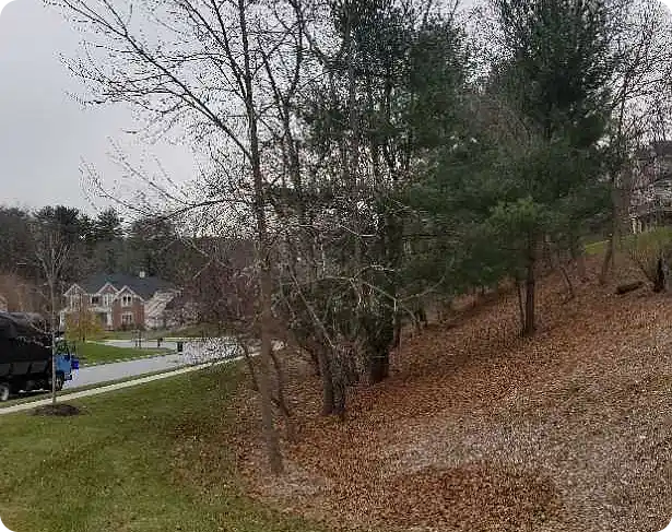 Fall clean up Thornbury with leaves covering a sloped wooded area