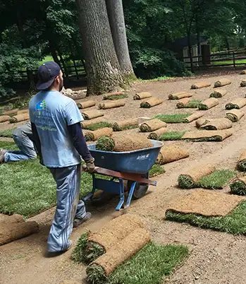 picture of a sod job by ScapeWorx
