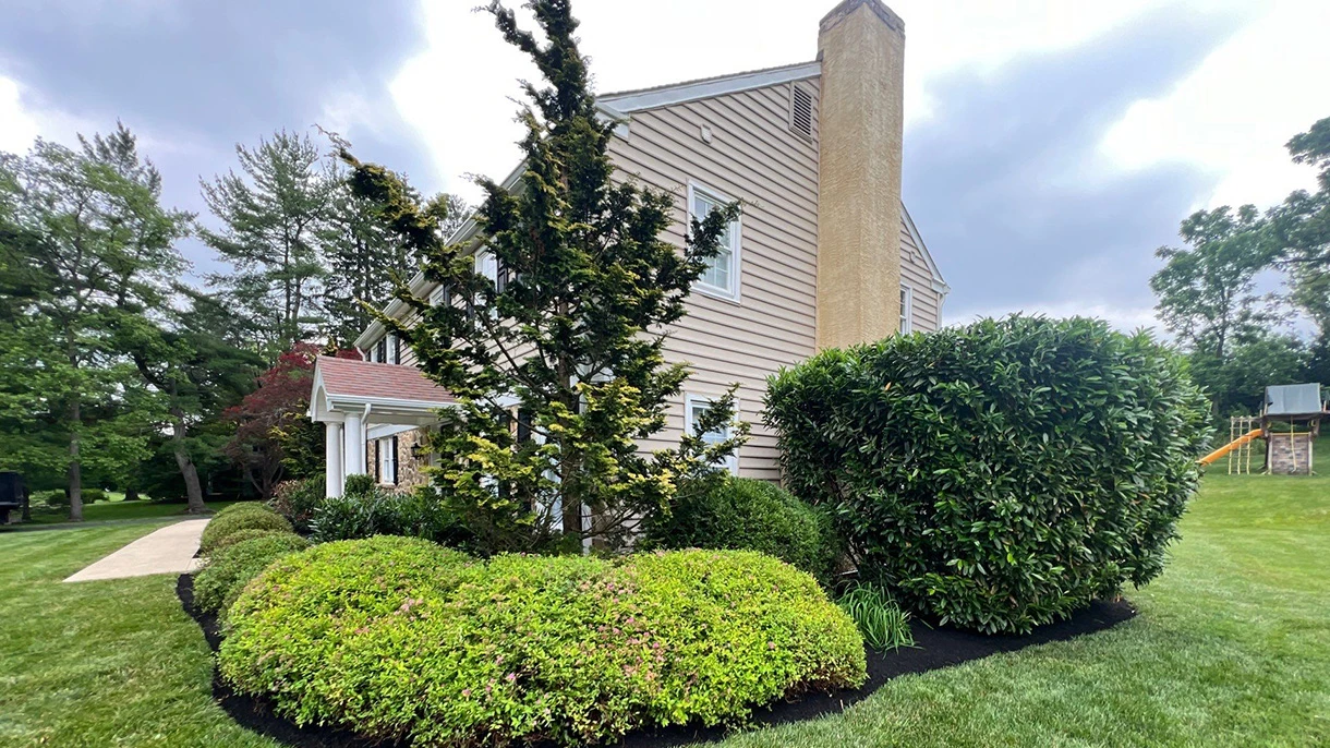 Mounded shrub bed and young tree beside a Newtown Square home